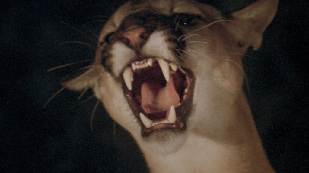 This is a film still from DAY OF THE ANIMALS dir William Girdler (1977), showing at Genesis Cinema (Weds 22 May 2024).