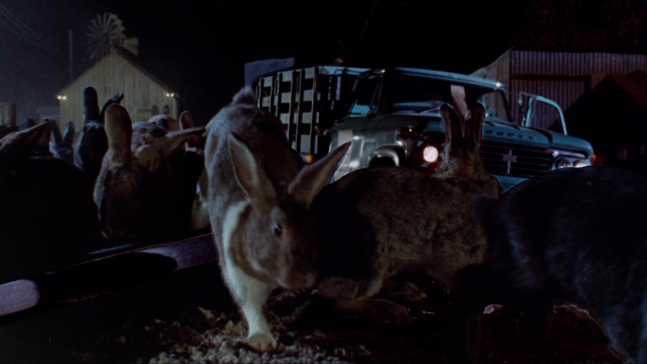 This is a film still from NIGHT OF THE LEPUS dir William F Claxton, 1972