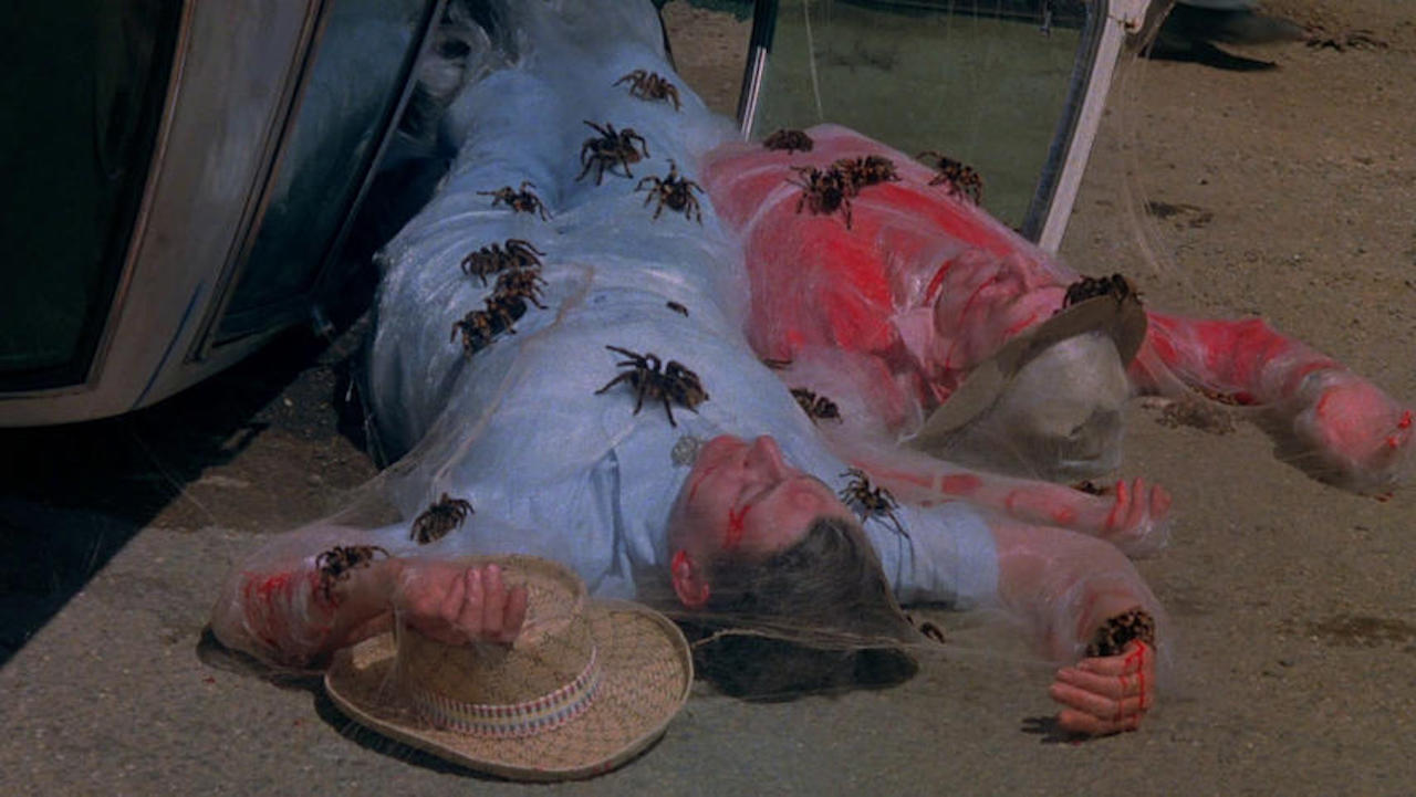 This is a film still from KINGDOM OF THE SPIDERS showing a couple of human corpses covered in cobwebs and tarantulas.